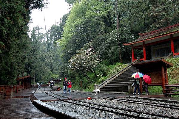 alishan_day1-DSC_0716