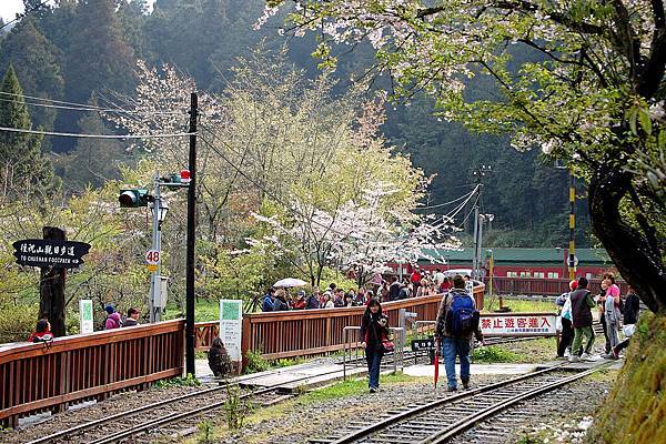 alishan_day2-DSC_0771