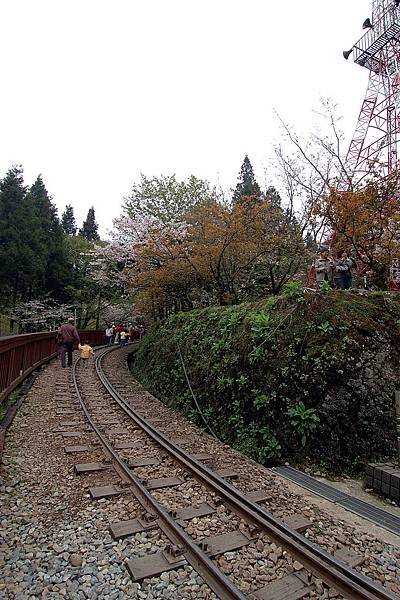 alishan_day2-DSC_1145