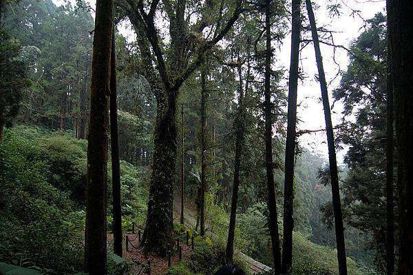 alishan_day2-DSC_1231