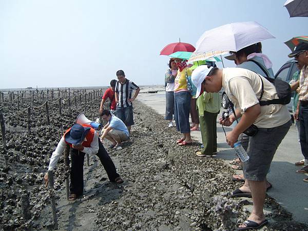 蚵田解說蚵.JPG