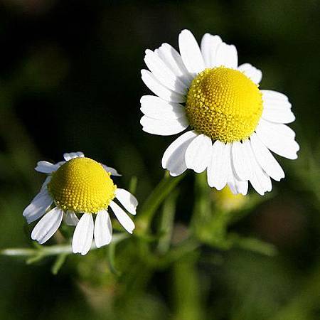 Chamomile Roman 1