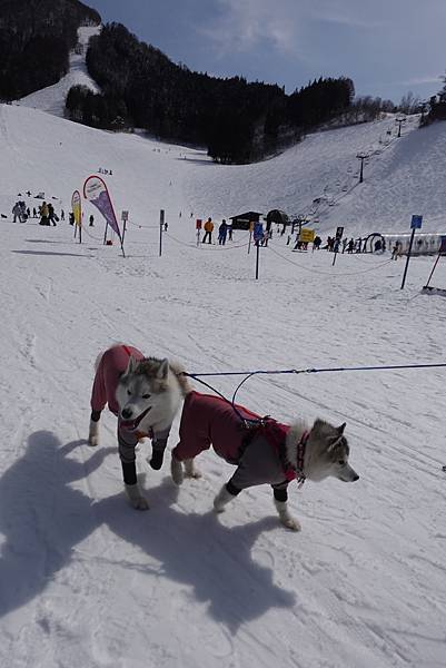 野澤滑雪 Day3 全員集合!!!