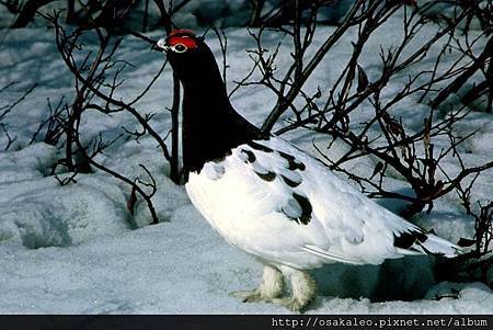 1024px-Ptarmigan9.jpg