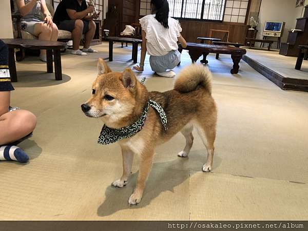 18夏關西d4 2 超療癒 豆柴カフェ 柴犬cafe 倉敷 旅遊美食筆記 痞客邦