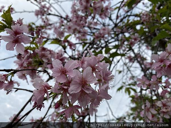 [遊記] 冬山櫻花隧道、安農溪驛站、安農溪落羽松