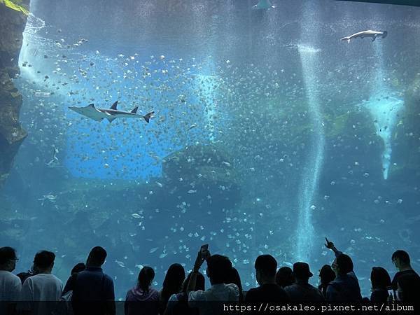 [旅遊] Xpark 水族館 日本八景島水族館來台