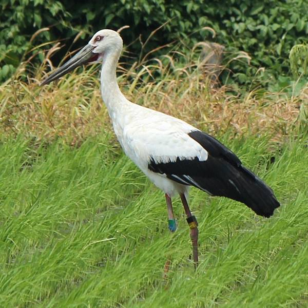 Ciconia_boyciana_(male).jpg