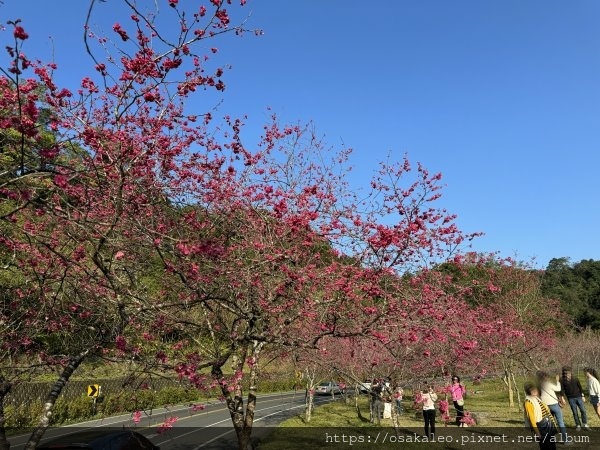 台七丙櫻花 2024