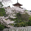 日本京都-japan-58.jpg