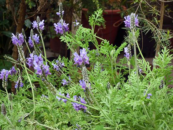 iPicBox_-aWQ9Mzg1MjcwJnNpemU9bw==-.jpg iPicBox_-aWQ9Mzg1MjcwJnNpemU9bw==-.jpg