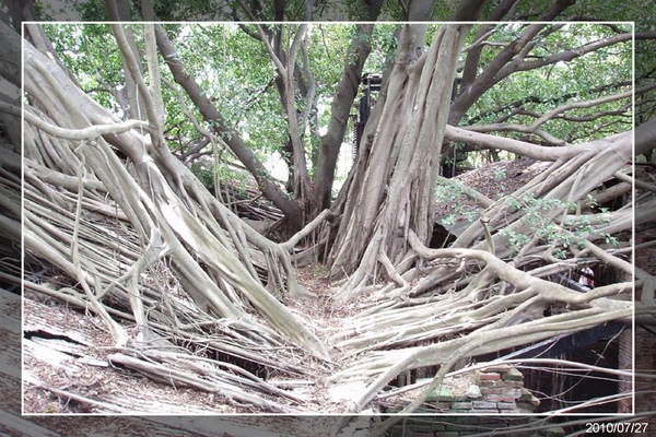 長滿著樹根的屋頂