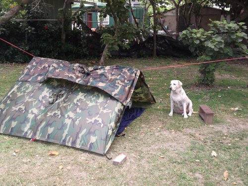 墾丁大圓山露營區  我的雨衣帳與 拉拉犬