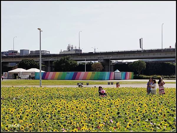 大佳河濱公園--向日葵花海