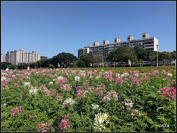 2024古亭河濱花海