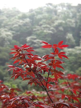 碧落角2016_0508_124002AA.JPG 碧落角2016_0508_124002AA.JPG