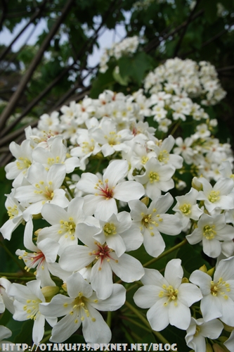 大山牧場 油桐花.JPG