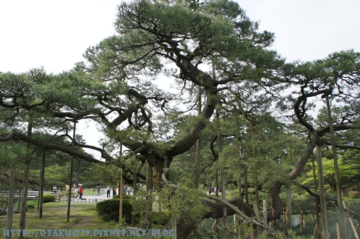 兼六園-根上松2