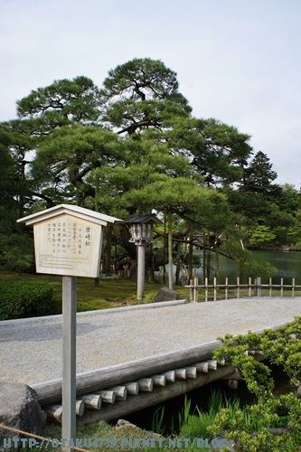 兼六園-唐崎松