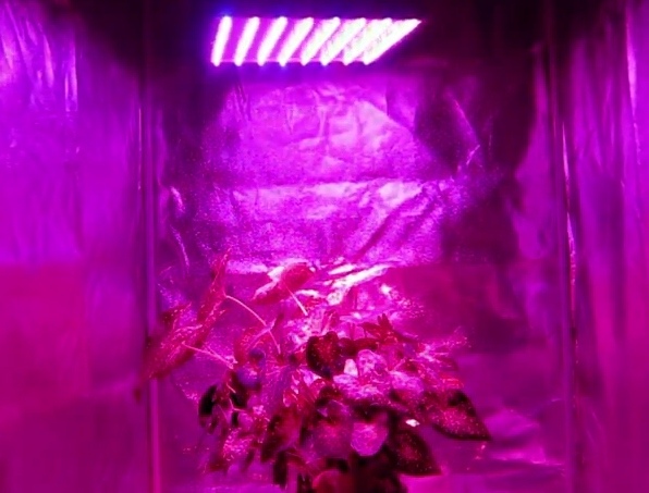 LED植物生長燈 001(1).jpg