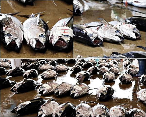 (和歌山自由行)被世界遺產擁抱的療癒之旅!與熊野古道、熊野那 (和歌山自由行)被世界遺產擁抱的療癒之旅!與熊野古道、熊野那