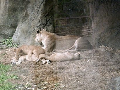 bcstlncubs001.JPG