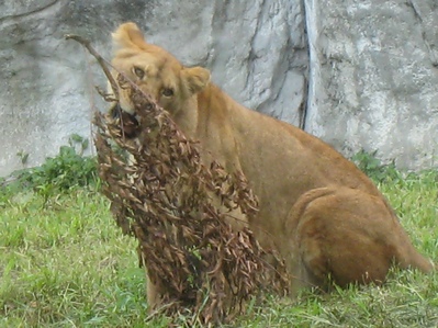 bcstlsc011.jpg