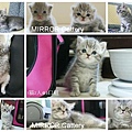 minou3-4