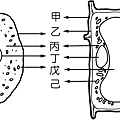 細胞的構造題目圖