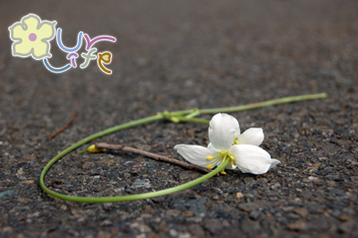油桐花 油桐花