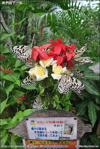 OkinawaDayTour3-Butterfly (3).JPG