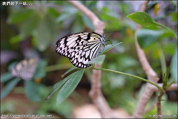 OkinawaDayTour3-Butterfly (5).JPG