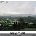 Indo15-rice field (2).jpg