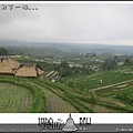 Indo15-rice field (5).jpg