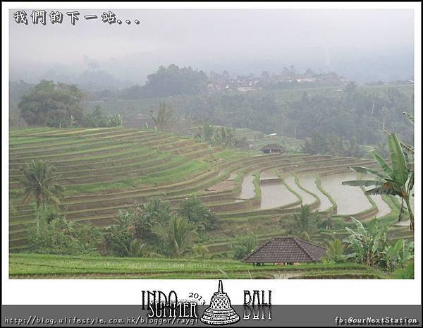 Indo15-rice field (4).jpg