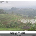 Indo15-rice field (4).jpg