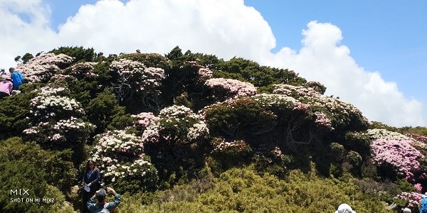 東峰高山杜鵑-1.jpg