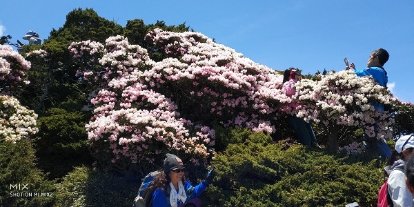 東峰高山杜鵑-2.jpg