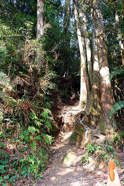 004登山口一整個就是即將近入原始森林的概念.JPG