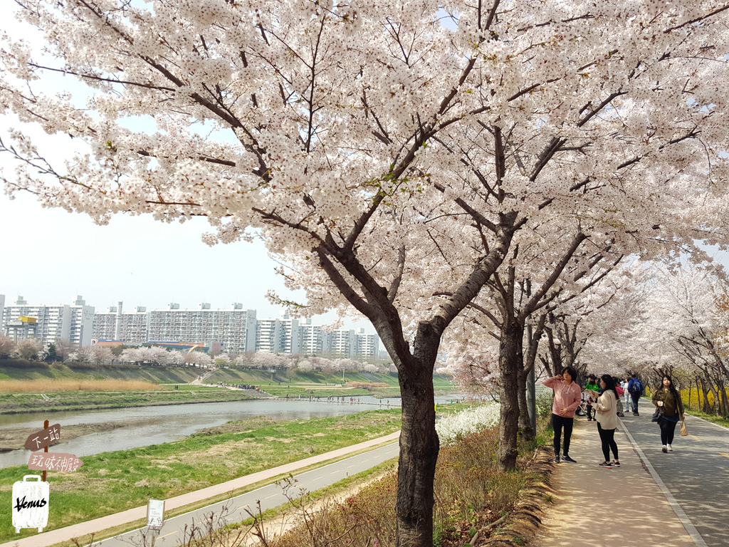 安養川櫻花道.jpg