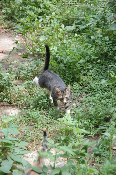 小小的秘密花園.JPG