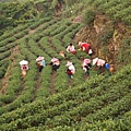 原來是裝鮮採的茶葉的竹簍