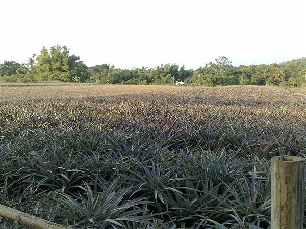 一大片鳳梨園