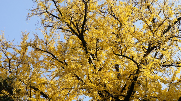 DSC01454.JPG DSC01454.JPG