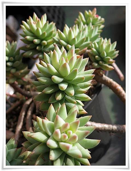 Sedeveria 'Silver Frost' 樹冰
