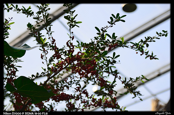 DSC_0390P45.jpg