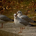 野鳥協會幫我用望遠鏡拍的