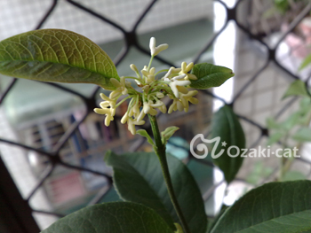 桂花開 桂花開