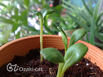 花漾 小花苗 Ozakicat的佛頭葛瑞福 痞客邦