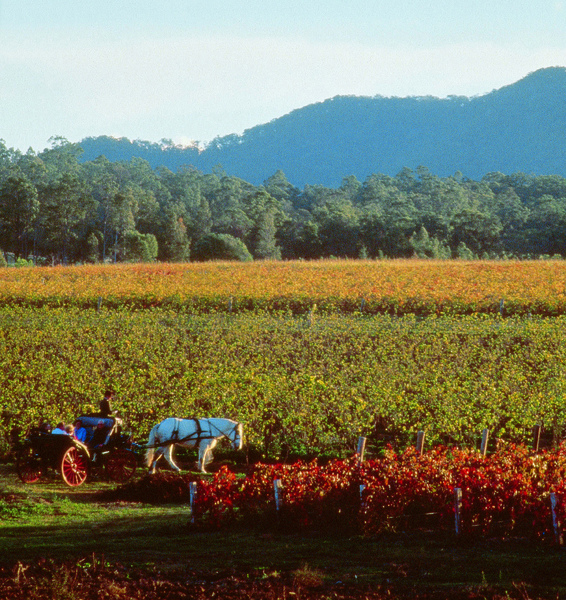 Hunter valley1.jpg